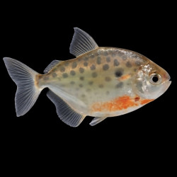 Silver Dollar Fish &ndash; Freshwater Tropical Aquarium Fish