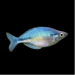 Rainbowfish &ndash; Care Guide, Size, Diet & Aquarium Requirements