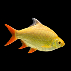 Barb fish