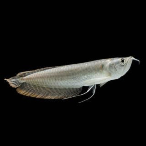 Medium Silver Arowana