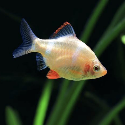 Golden Tiger Barb with bright gold and black stripes swimming in aquarium  