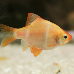 Golden Tiger Barb with bright gold and black stripes swimming in aquarium  