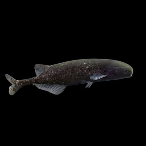 Baby Whale Fish in freshwater aquarium