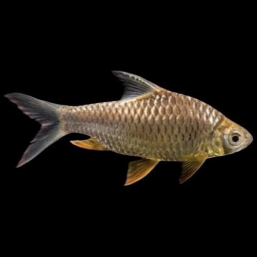 Big Scale Diamond Barb with shimmering scales swimming in a freshwater aquarium