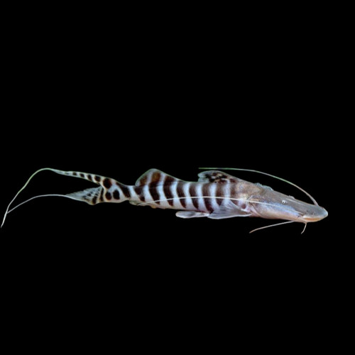 Tigrinus Catfish - Exotic South American Predator Fish