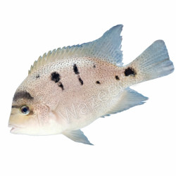 Silver Cichlid Vieja Argentea
