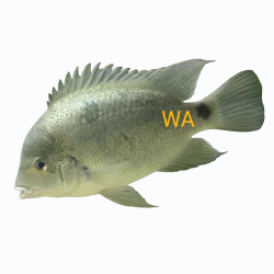 Silver Cichlid Vieja Argentea