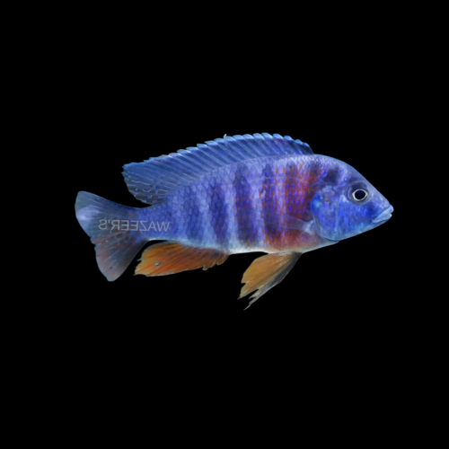 Red Shoulder Peacock Malawi Cichlid with vibrant red and blue coloration 