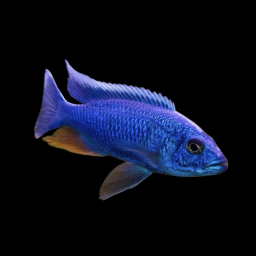 Blue Ahli Peacock Malawi
