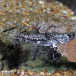 African Butterfly Fish floating at the water surface in aquarium