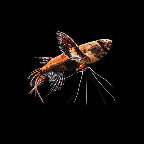 African Butterfly Fish floating at the water surface in aquarium