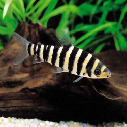 Leporinus fish with black and yellow stripes swimming in aquarium
