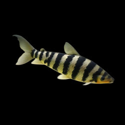 Leporinus fish with black and yellow stripes swimming in aquarium