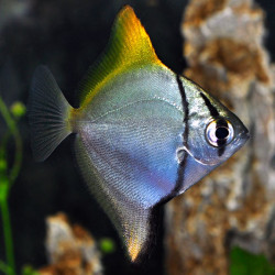 Yellow Tip Mono Angel Fish &ndash; Vibrant Silver Brackish Species with Yellow Highlights