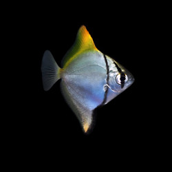 Yellow Tip Mono Angel Fish &ndash; Vibrant Silver Brackish Species with Yellow Highlights