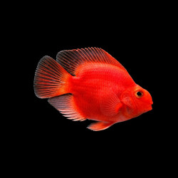 Blood Red Parrot Fish &ndash; Vibrant Red Freshwater Aquarium Fish
