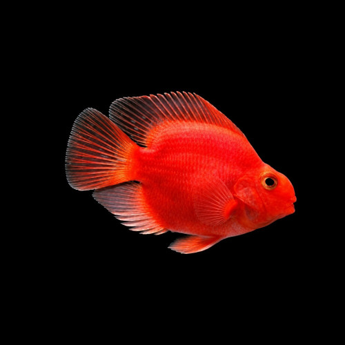 Blood Red Parrot Fish &ndash; Vibrant Red Freshwater Aquarium Fish