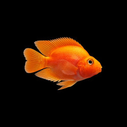 Orange Parrot Fish &ndash; Orange Blood Parrot Cichlid for Aquarium