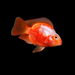 Red &amp; White Parrot Fish