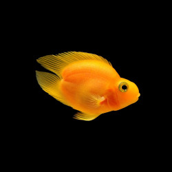 Yellow V-Tail Parrot