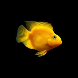 Yellow Parrot Fish 