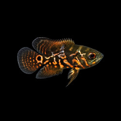 Small Tiger Oscar