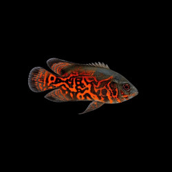 Small Tiger Oscar