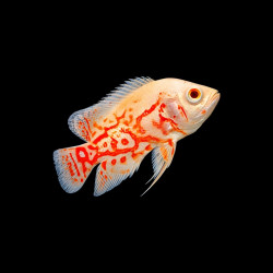Small Albino Tiger Oscar