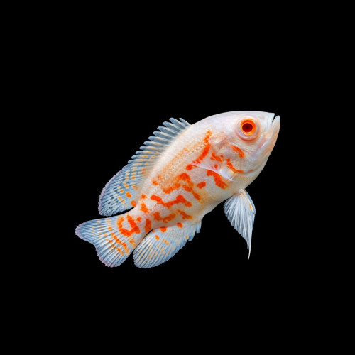 Small Albino Tiger Oscar
