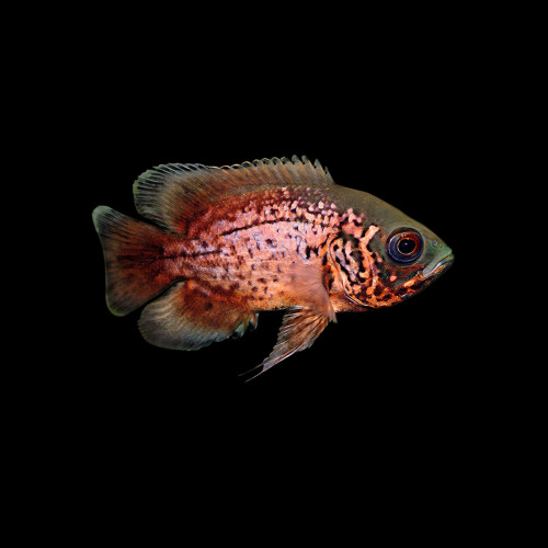 Small Fire Oscar