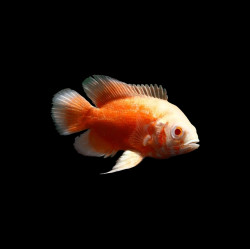 Small Albino Fire Oscar
