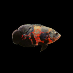 Large Tiger Oscar