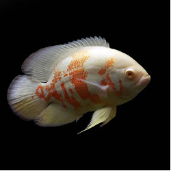 Large Tiger Albino Oscars