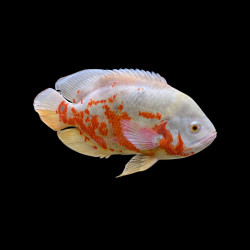 Large Tiger Albino Oscars