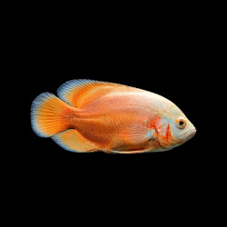 Large Albino Fire Oscar