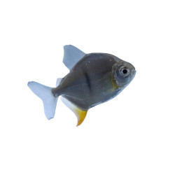 Black Bar Silver Dollar (Myloplus schomburgkii) freshwater aquarium fish