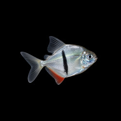Black Bar Silver Dollar (Myloplus schomburgkii) freshwater aquarium fish