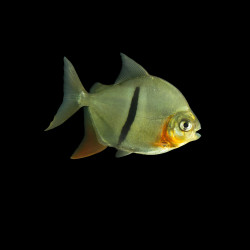 Black Bar Silver Dollar (Myloplus schomburgkii) freshwater aquarium fish