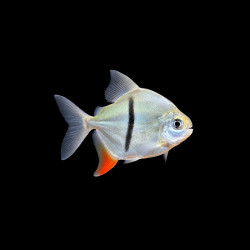 Black Bar Silver Dollar (Myloplus schomburgkii) freshwater aquarium fish