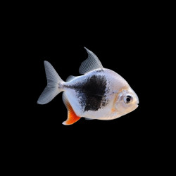 Black Berry Silver Dollar fish &ndash; Myloplus schomburgkii