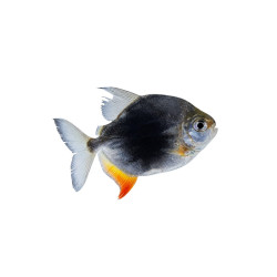 Black Berry Silver Dollar fish &ndash; Myloplus schomburgkii