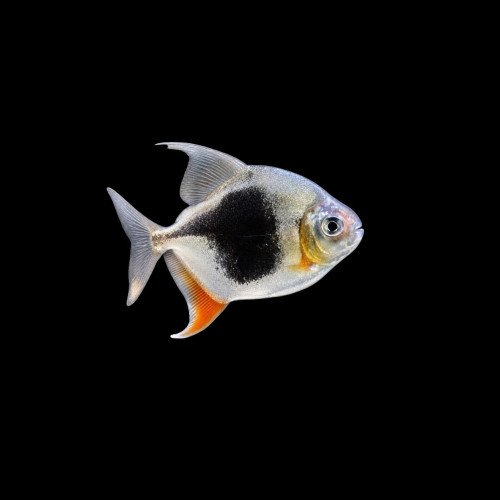 Black Berry Silver Dollar fish &ndash; Myloplus schomburgkii