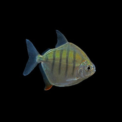 Tiger Silver Dollar Fish (Metynnis hypsauchen) &ndash; freshwater tropical fish