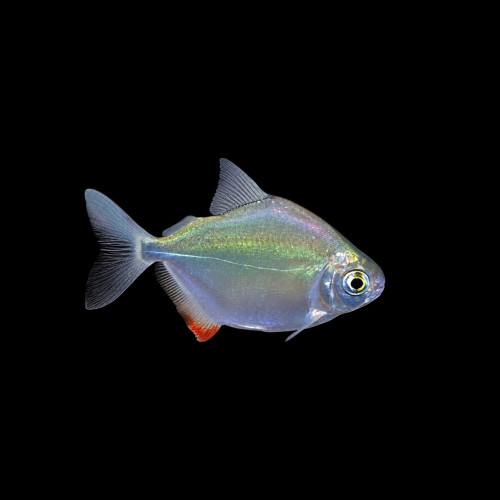 Silver Dollar Fish &ndash; Freshwater Tropical Aquarium Fish