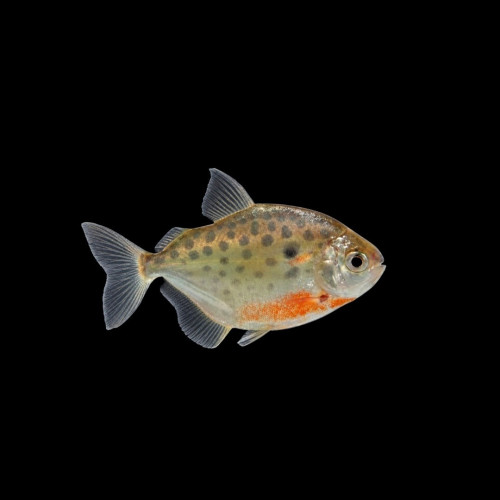Spotted Silver Dollar Fish &ndash; High-Quality Freshwater Aquarium Fish