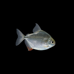 Silver Dollar Fish &ndash; Freshwater Tropical Aquarium Fish
