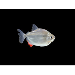 Silver Dollar Fish &ndash; Freshwater Tropical Aquarium Fish
