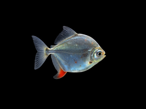 Red Hook Silver Dollar Fish &ndash; Red Hook Metynnis aquarium fish
