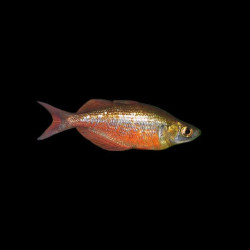 Red Rainbowfish