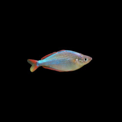 Neon Dwarf Rainbowfish (Melanotaenia praecox) &ndash; Blue and Red Dwarf Rainbowfish